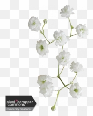 Itu0027s A Girl Thing - Flower 01 Graphic By Sharon Grant Artificial Flower Png,Baby's Breath Png