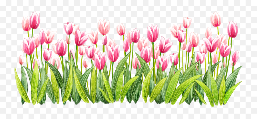 Hd Tulip Png Pic Transparent Image