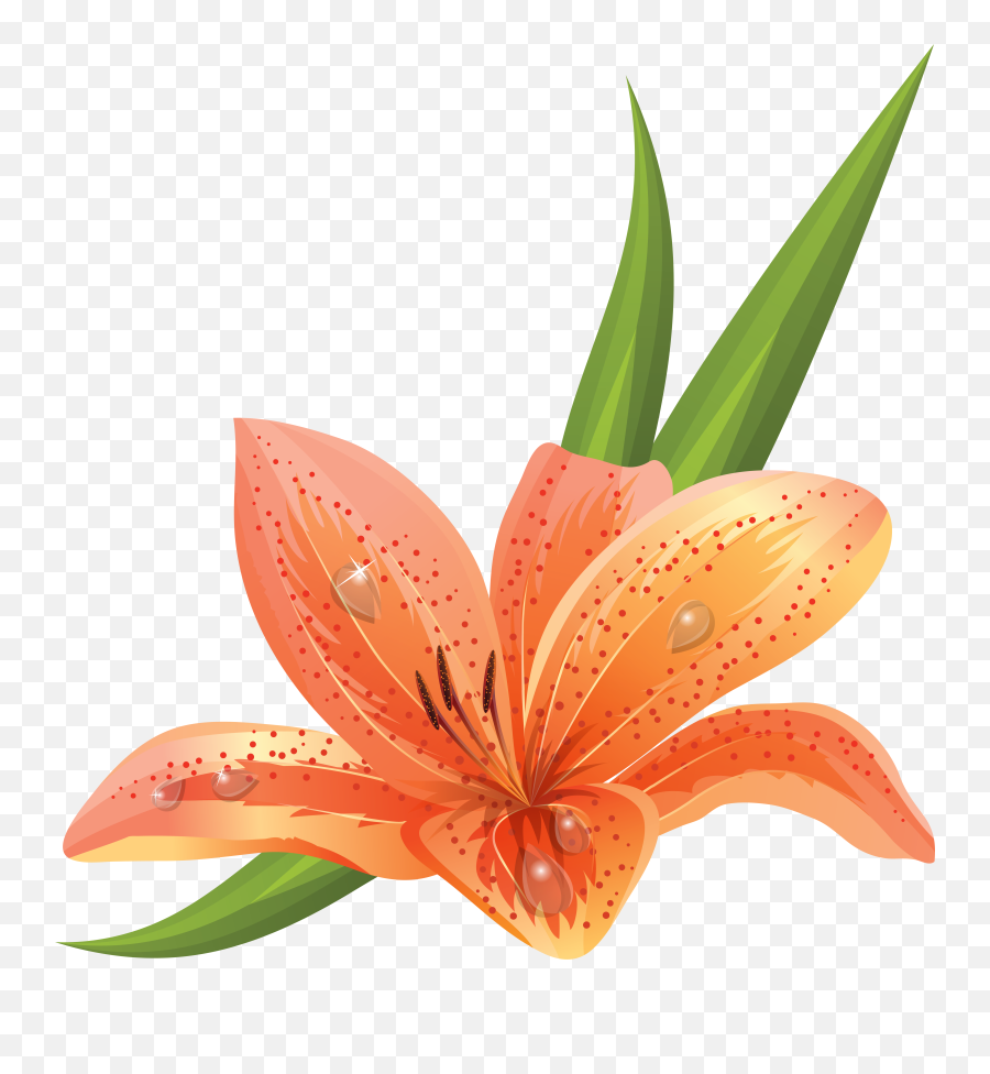 Lilium Png - Tiger Lily Vector,Lily Transparent