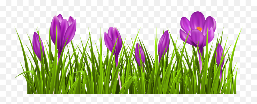 Crocus Cliparts Download Free Clip Art - Crocus Clipart Png,Violets Png