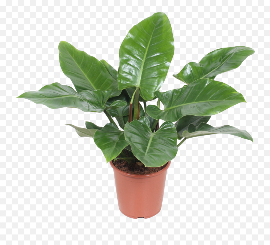 Philodendron Imperial Green - Philodendron Imperial 80 Cm 27 Cm Potdiameter Png,Green Plant Png