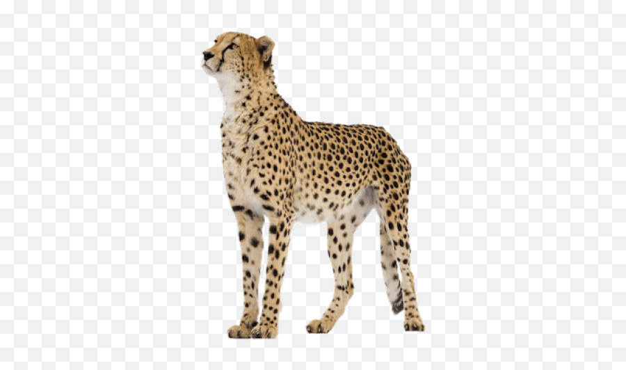 Download Hd Free Png Cheetah Images Transparent - Zoo,Nice Png