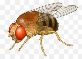 Fly Insect Icon - Handpainted Flies Png Download 1669 Fly Up Png,Fly Png