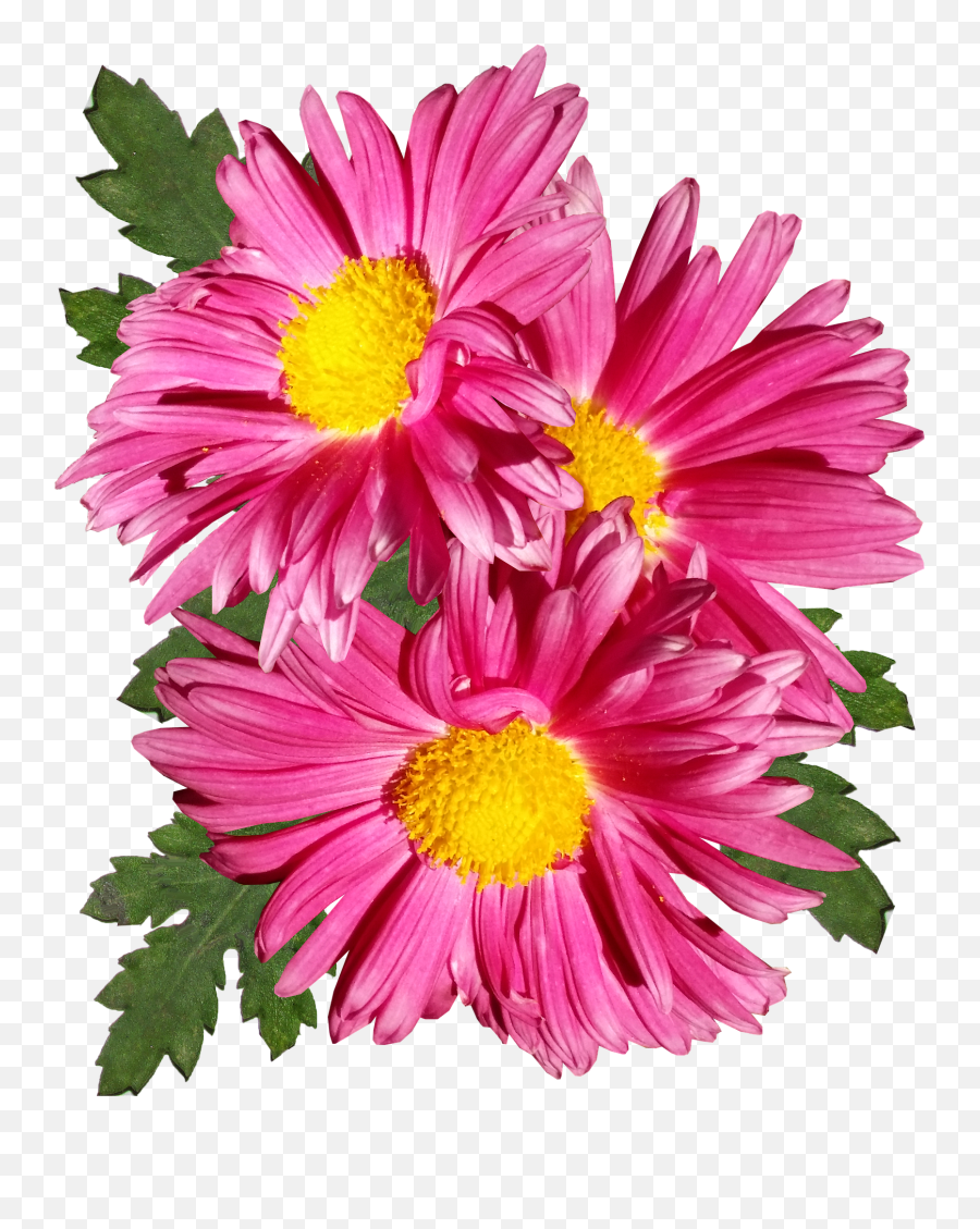 Chrysanthemum Pink Flower Garden - Chrysantheme Png,Chrysanthemum Png