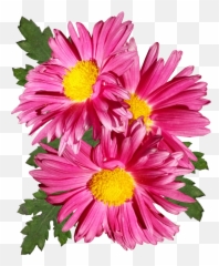 Chrysanthemum Pink Flower Garden - Chrysantheme Png,Chrysanthemum Png