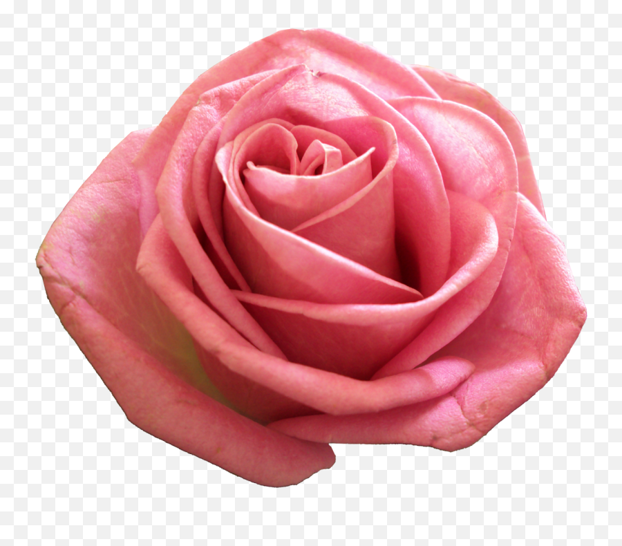 Pink Png Transparent Image - Rosegold Roses Transparent,Pink Png