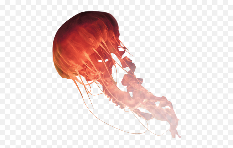 Medusa De Mar Png 1 Image - Medusa De Mar Png,Medusa Png