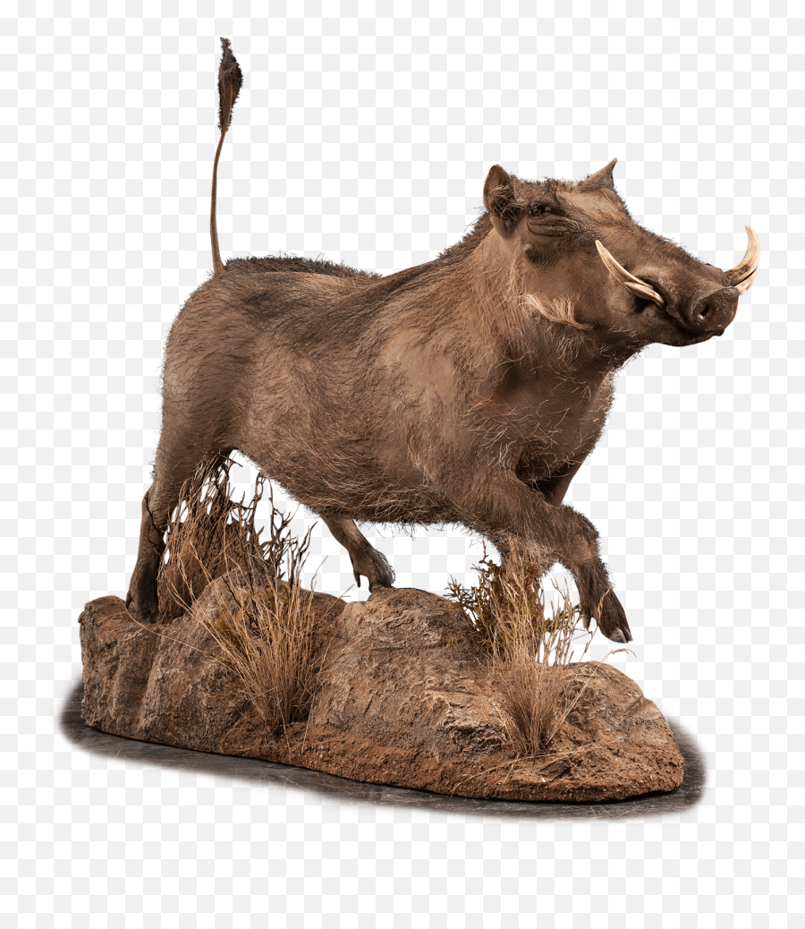 Our Work - Animal Figure Png,Warthog Png