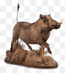 Our Work - Animal Figure Png,Warthog Png