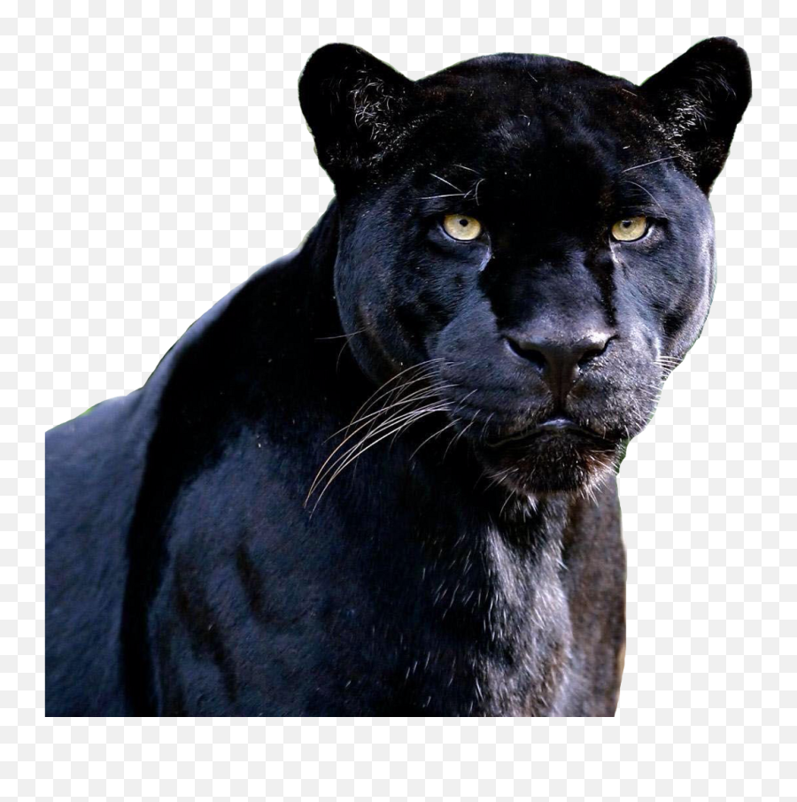 Black Jaguar Animal Png Image With No - Black Panther Pictures Animal,Panther Png