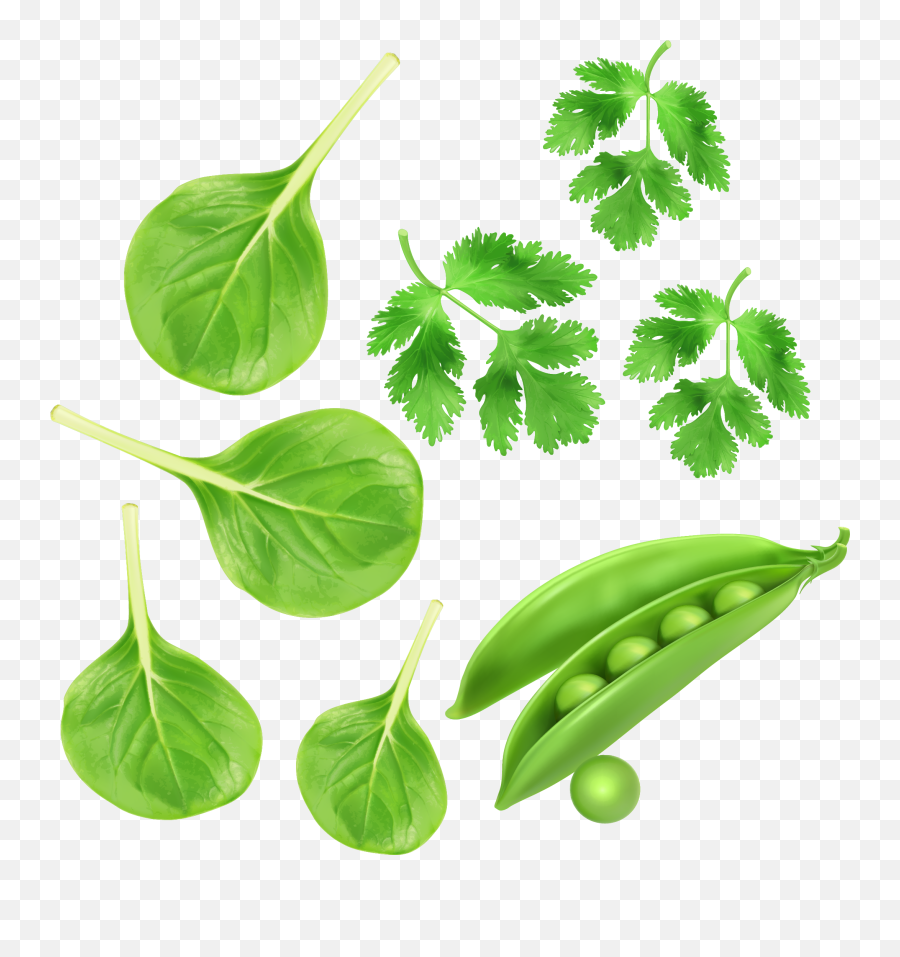 Green Vegetables Parsley Peas Vector - Green Vegetables Png,Parsley Png