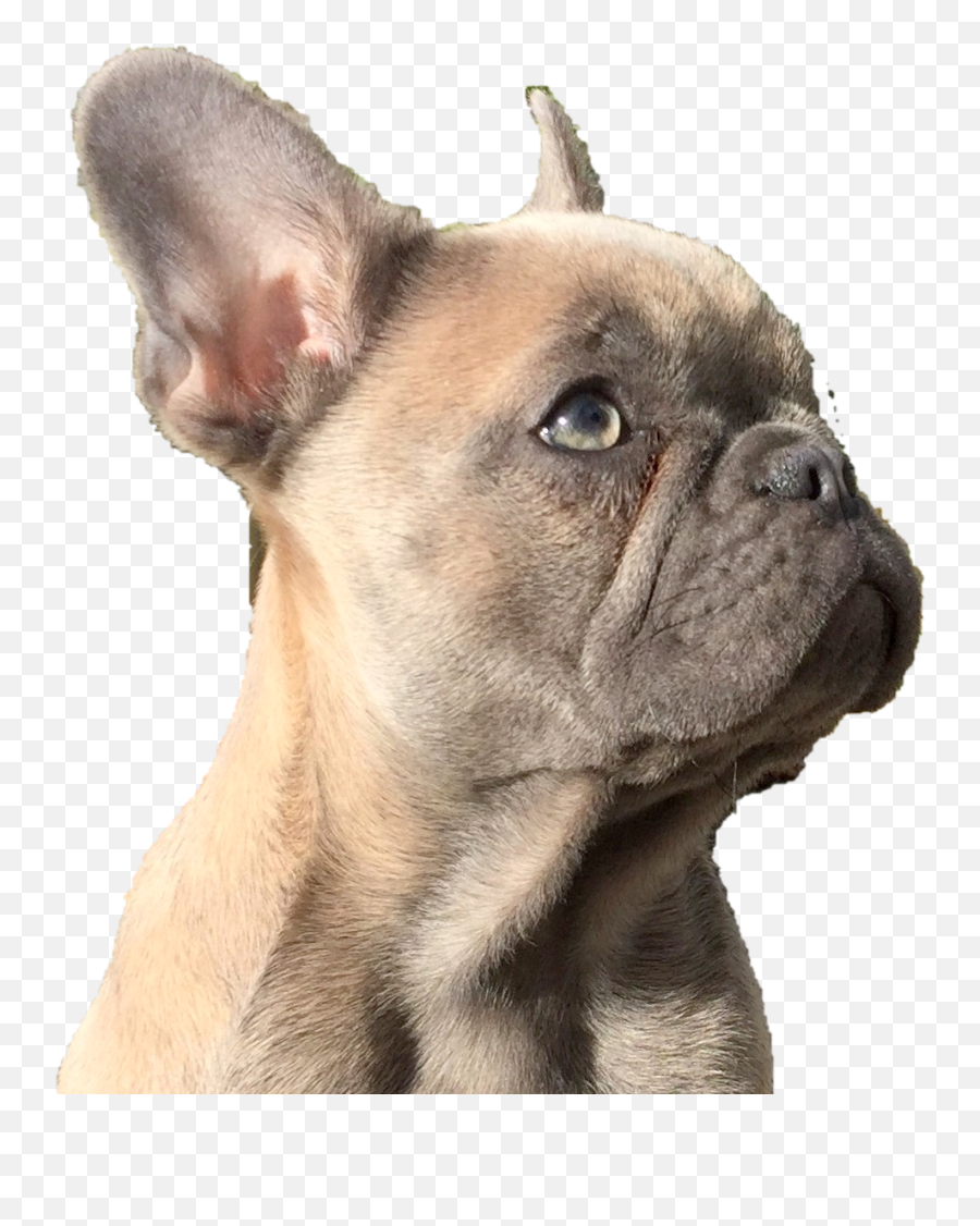 Diamond Dogs Png - Qora French Bulldog 3017493 Vippng Collar,French Bulldog Png