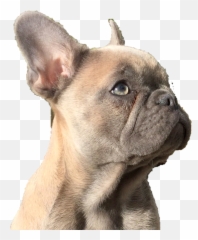 Diamond Dogs Png - Qora French Bulldog 3017493 Vippng Collar,French Bulldog Png