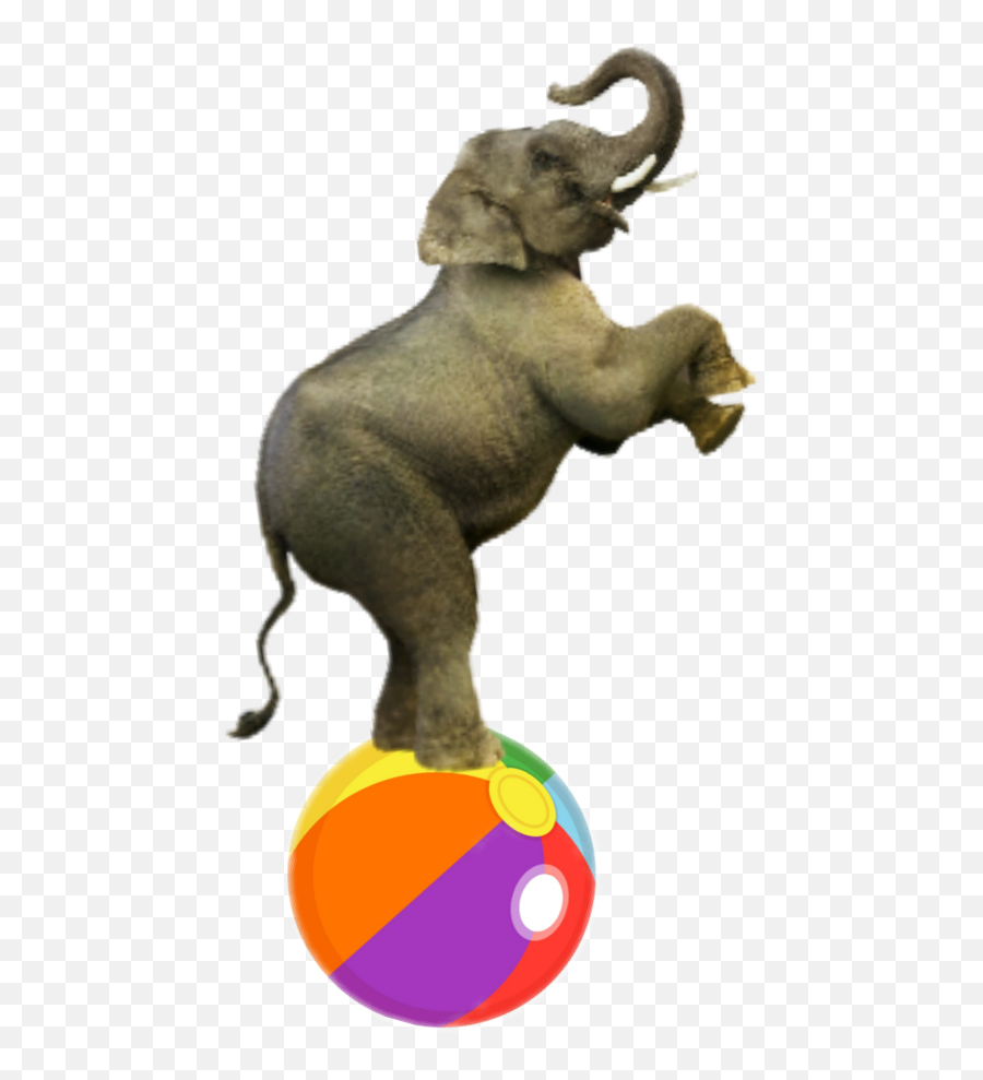 Elephantcircus Janellariver - Transparent Stroller Png,Circus Elephant Png