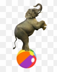 Elephantcircus Janellariver - Transparent Stroller Png,Circus Elephant Png