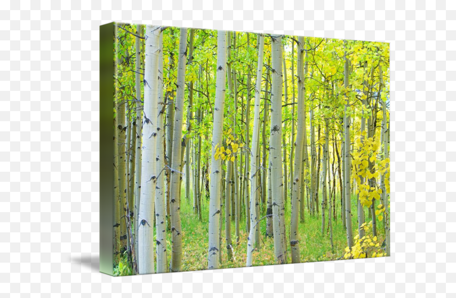 Aspen Tree Forest Autumn Time - Paper Birch Png,Aspen Tree Png
