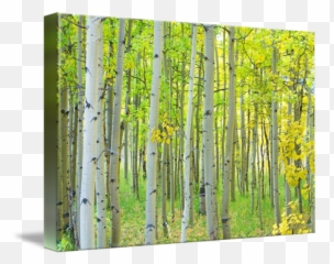 Aspen Tree Forest Autumn Time - Paper Birch Png,Aspen Tree Png