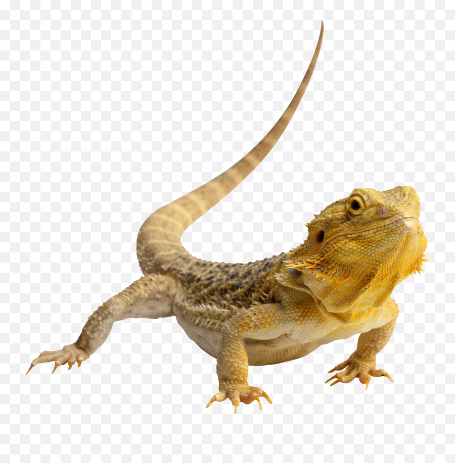 Lizard Transparent Png Image - Lizard Png,Lizard Transparent