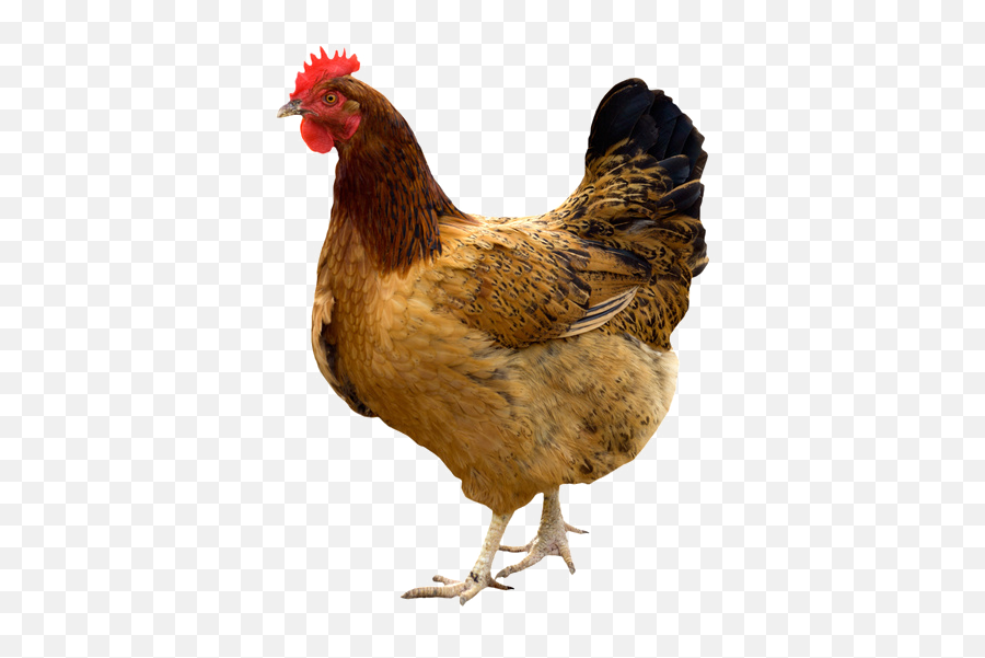 Hen Png Pic - Giriraja Chicken,Chicken Png