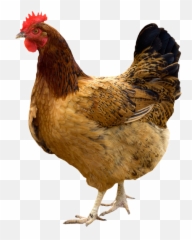 Hen Png Pic - Giriraja Chicken