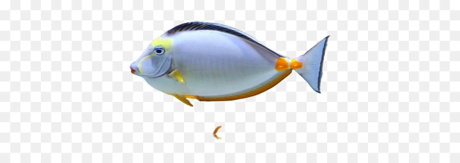 Fish Png Images Download Transparent Image With - Aquarium Fish,Dead Fish Icon