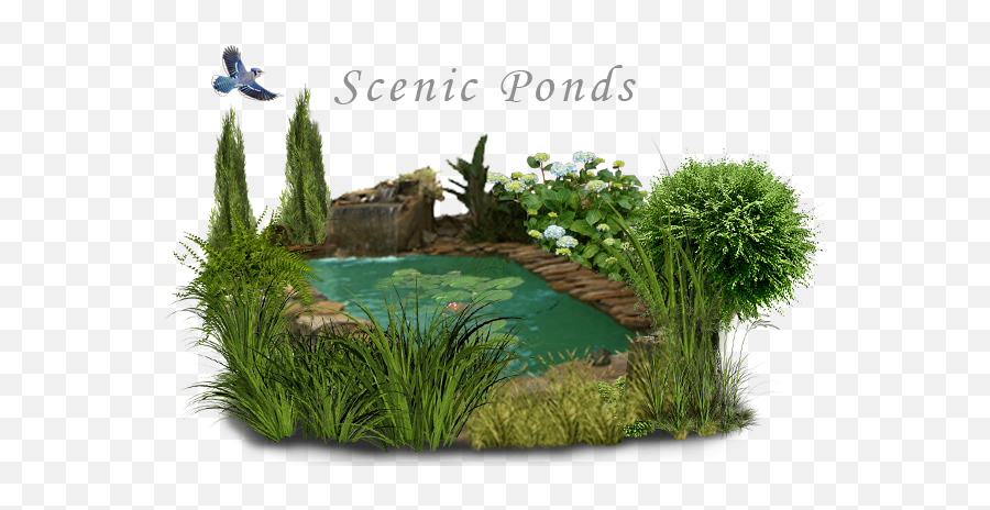 Water Features Ponds - Water Pond Pond Transparent Png,Pond Png