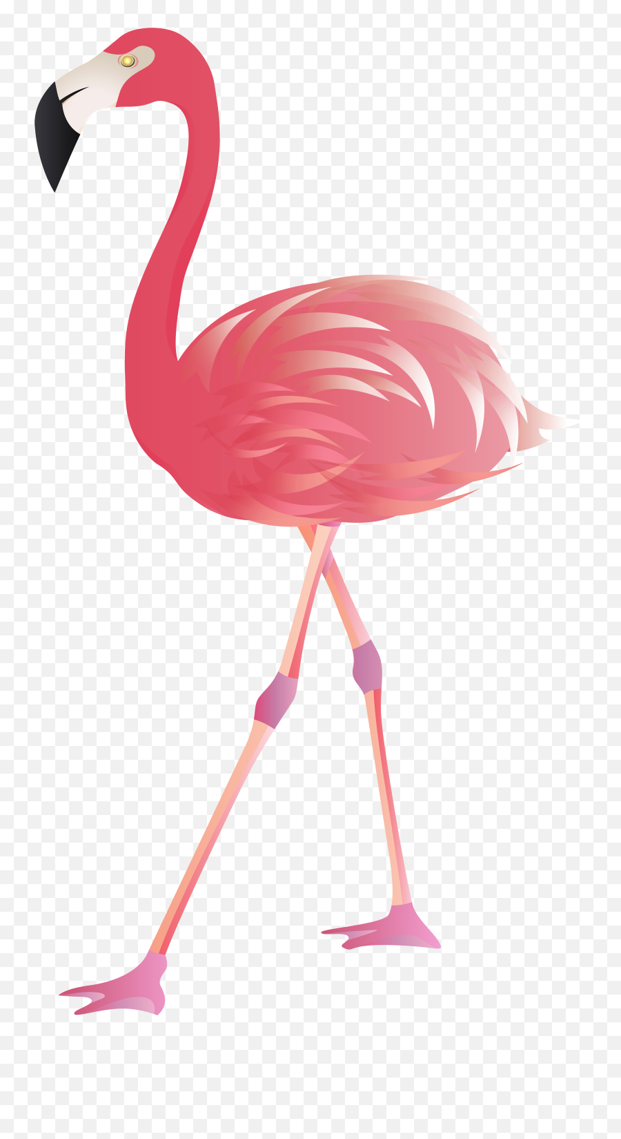 View Full Size Flamingo Png - Transparent Background Flamingo Png,Flamingo Transparent Background