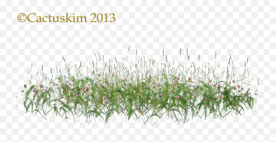 Weeds Png 6 Image - Tall Grass Flowers Png,Weeds Png