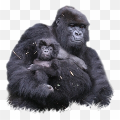 Download Gorilla Png Clipart - Free Transparent Images Mountain No Background
