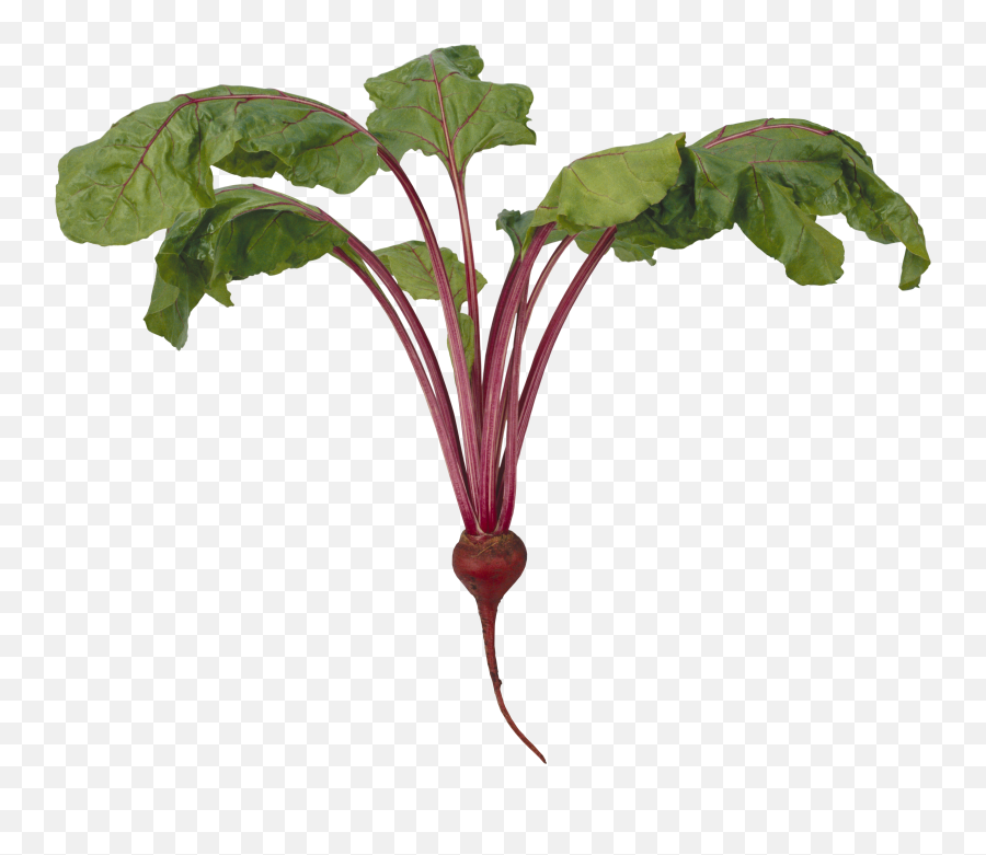 Download Beet Png Image For Free
