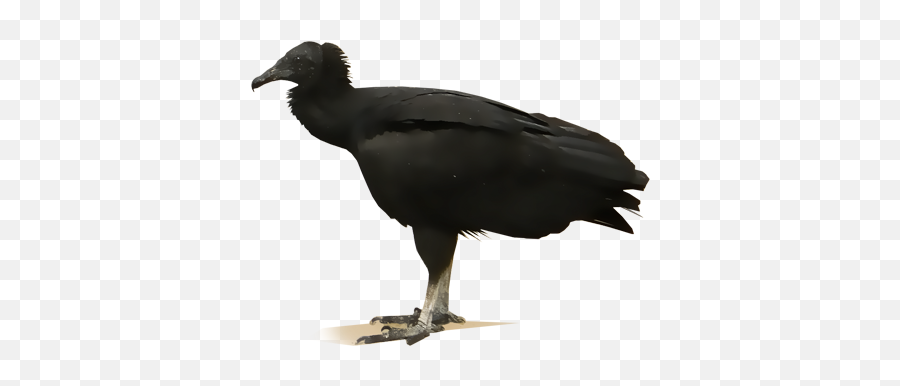 American Crow Png Image - Black Vulture No Background,Vulture Png