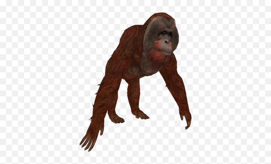 Orangutan - Img Png Orangutan,Orangutan Png