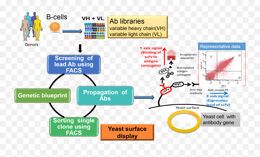 Download Hd Overview Of Antibody Library Production And - Diagram Png,Yeast Png