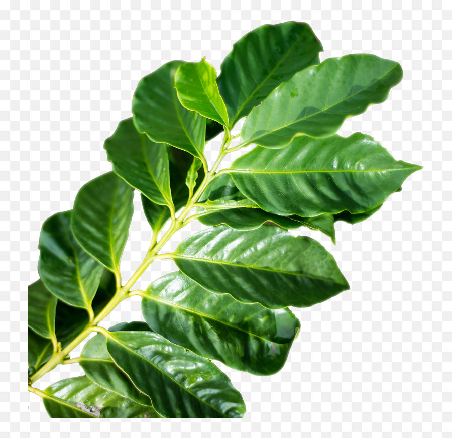 Kona Tea Landing U2014 Hawaiian Ola - Coffee Leaves Png,Tea Leaves Png