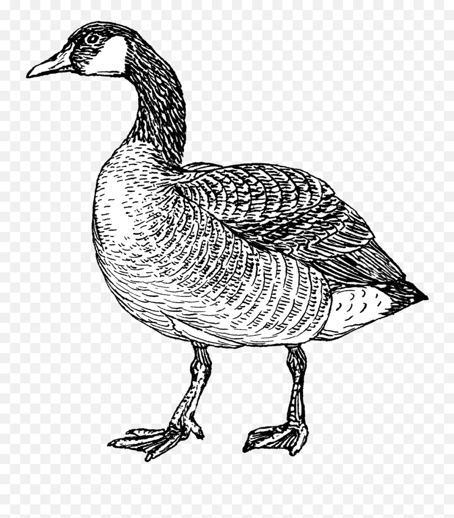 Goose - Canada Goose Coloring Page Png,Goose Png