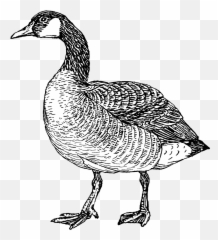 Goose - Canada Goose Coloring Page Png,Goose Png