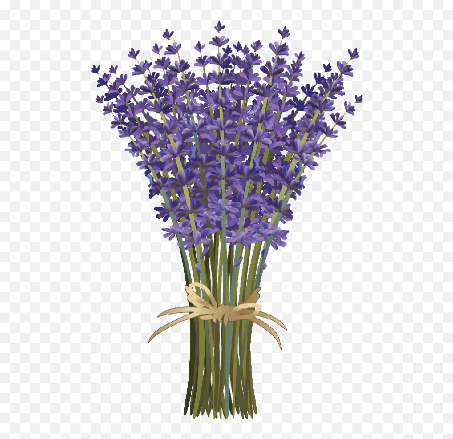 Lavender Flower Bouquet - Laminas De Flores De Lavanda Png,Lavender Png