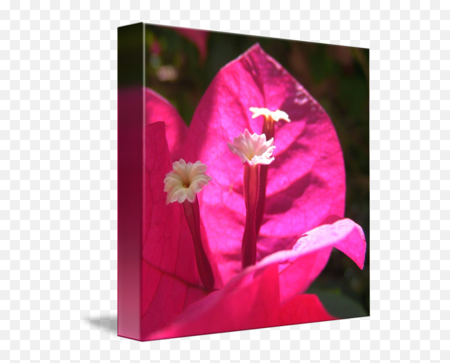 Pink Bougainvillea By Steven Nicolaides Png