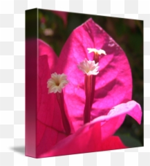 Pink Bougainvillea By Steven Nicolaides Png