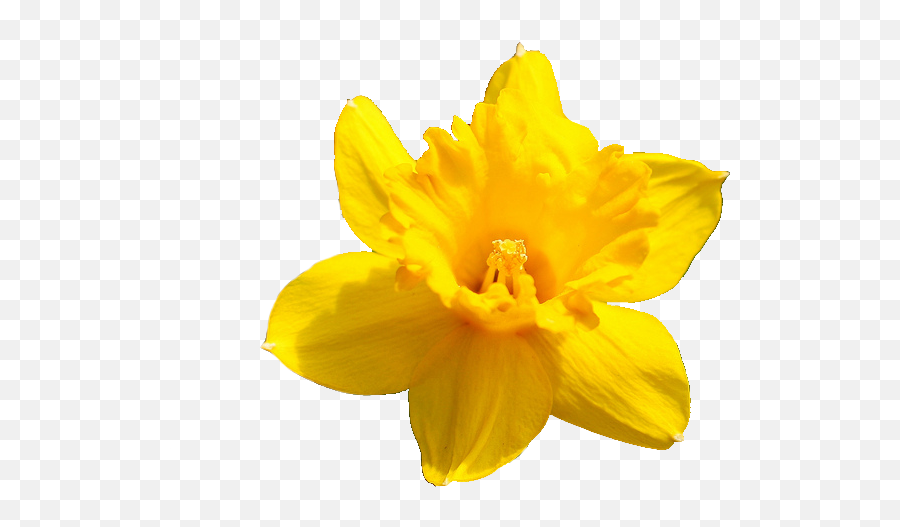 Daffodil Flower Png Pic - Transparent Background Daffodil Icon,Flower Png Tumblr