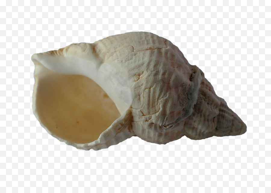 Seashell Png 39 - Png 7059 Free Png Images Starpng Caracola Alta Resolucion Png,Seashell Png