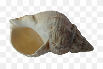 Seashell Png 39 - Png 7059 Free Png Images Starpng Caracola Alta Resolucion Png,Seashell Png