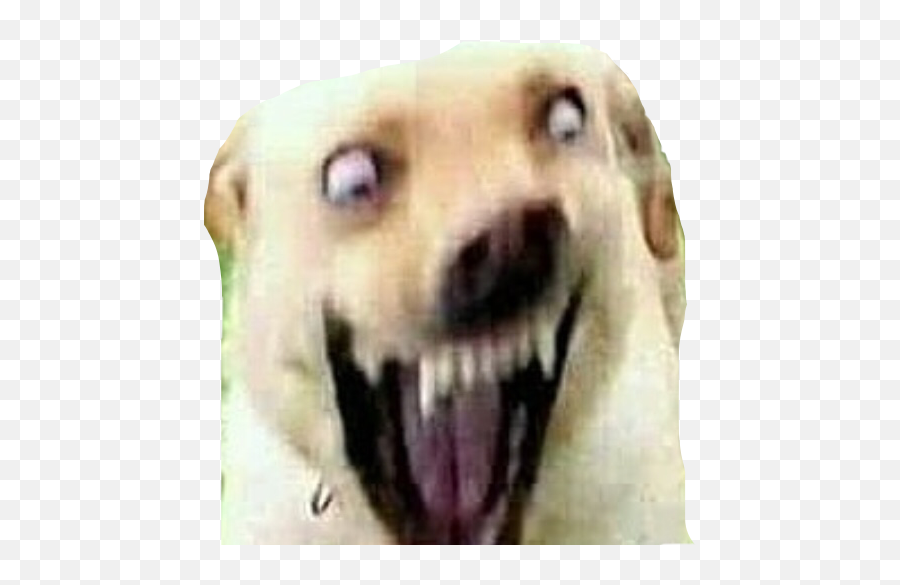 Dog Spicymeme Lit Doge Spooky Freetoedit - Cursed Dog Image Perfectly Cut Screams Dog Png,Doge Png