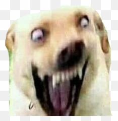 Dog Spicymeme Lit Doge Spooky Freetoedit - Cursed Dog Image Perfectly Cut Screams Dog Png,Doge Png