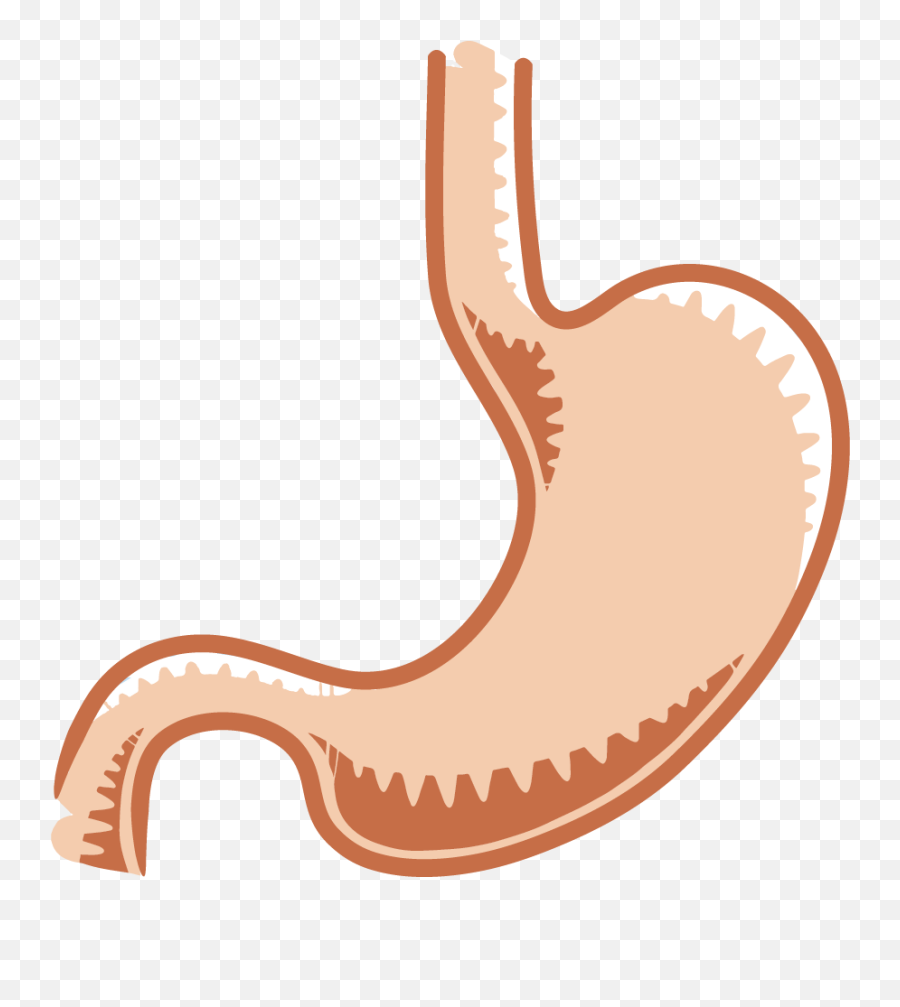 The Gastrointestinal System Salmonella - Stomach Clipart Transparent Png,Stomach Png