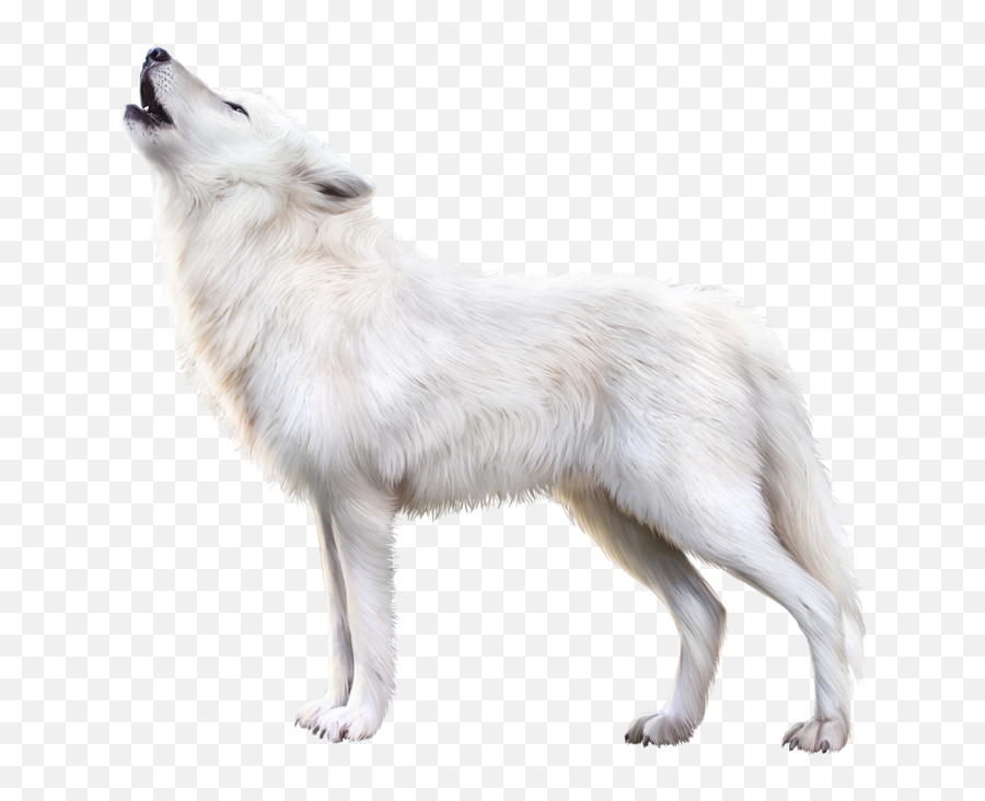 Arctic Fox Png Download Image - White Fox Png Transparent,Arctic Fox Png