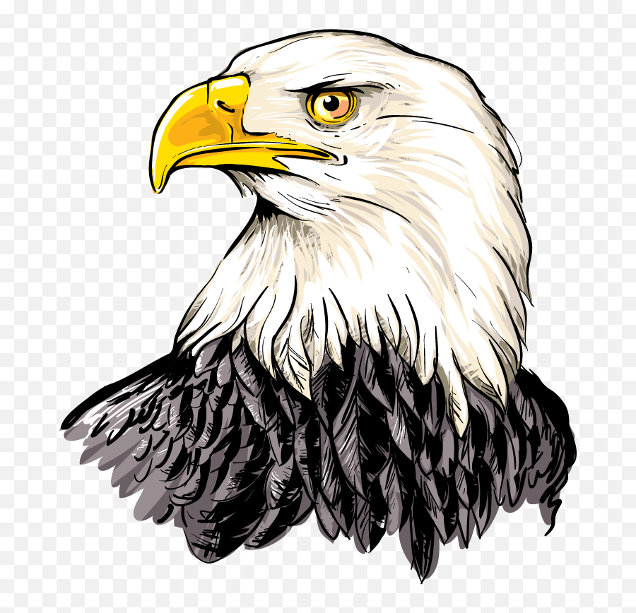Download Hd American Eagle Head Png - Bald Eagle Illustration,Bald Eagle Head Png