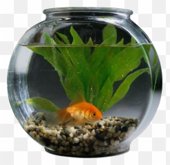 Aquarium Png - Pet Fish In Aquarium,Aquarium Png