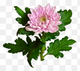 Chrysanthemum Flower Shop Studio Flores - Chrysanthemum Flowers Transparent Png,Chrysanthemum Png