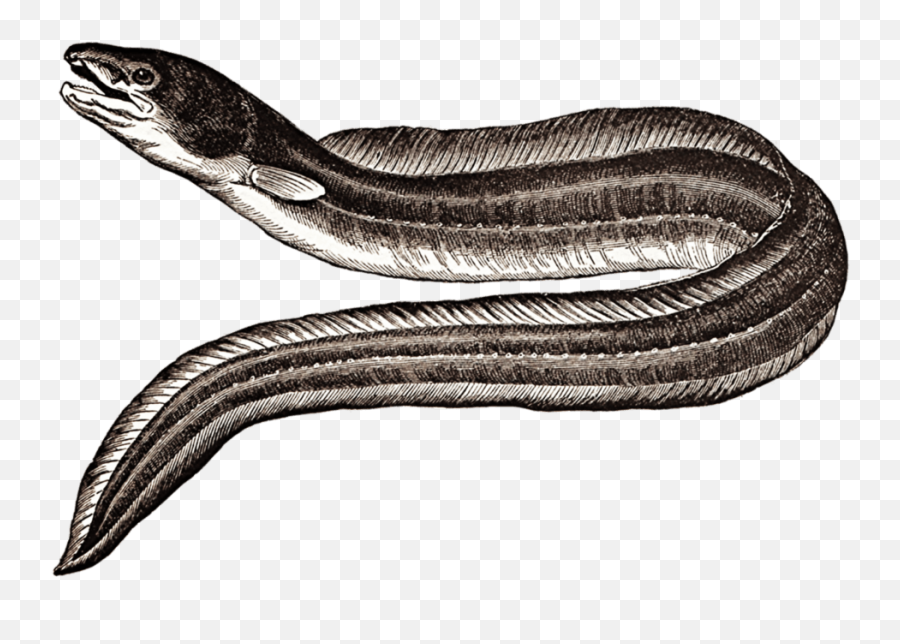 Download Eel Png Image With No - Moray Eel Png,Eel Png